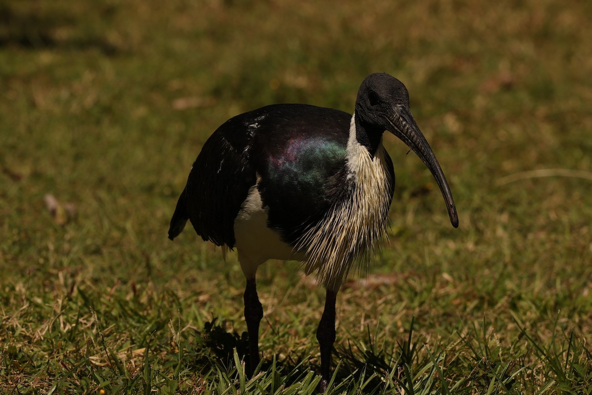 ibis slámokrký - ML608546320