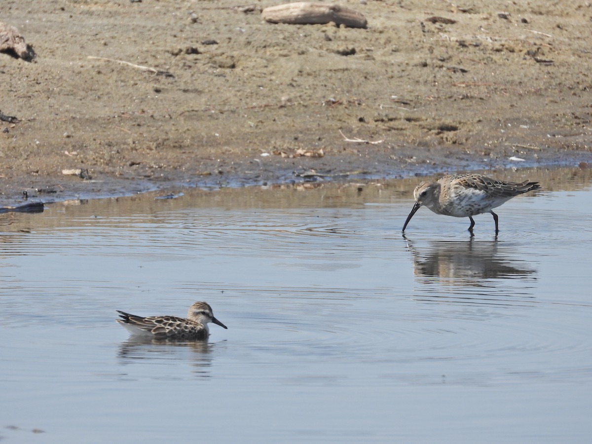 Bécasseau variable - ML608546329