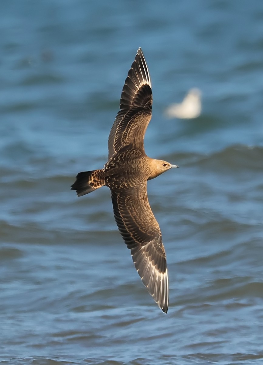 Parasitic Jaeger - ML608546343