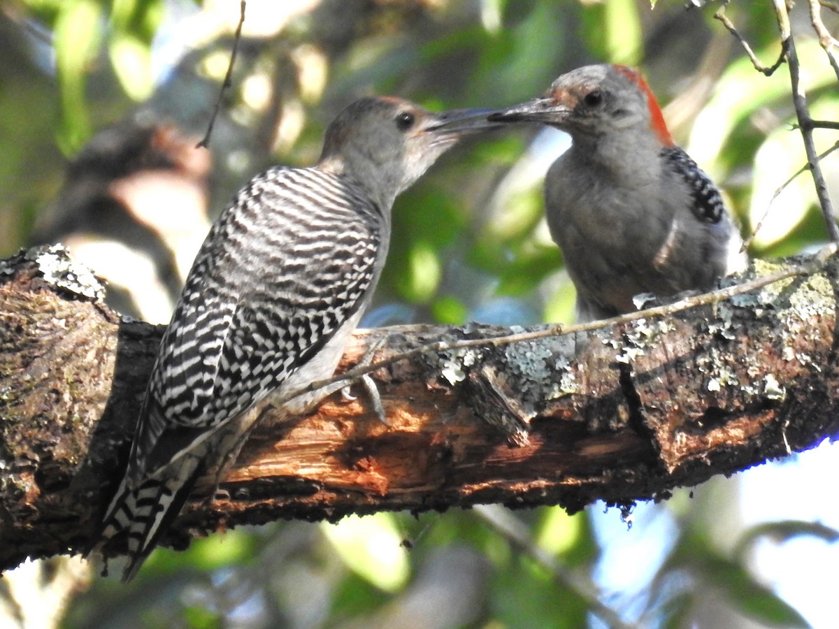 Red-bellied Woodpecker - ML608546345
