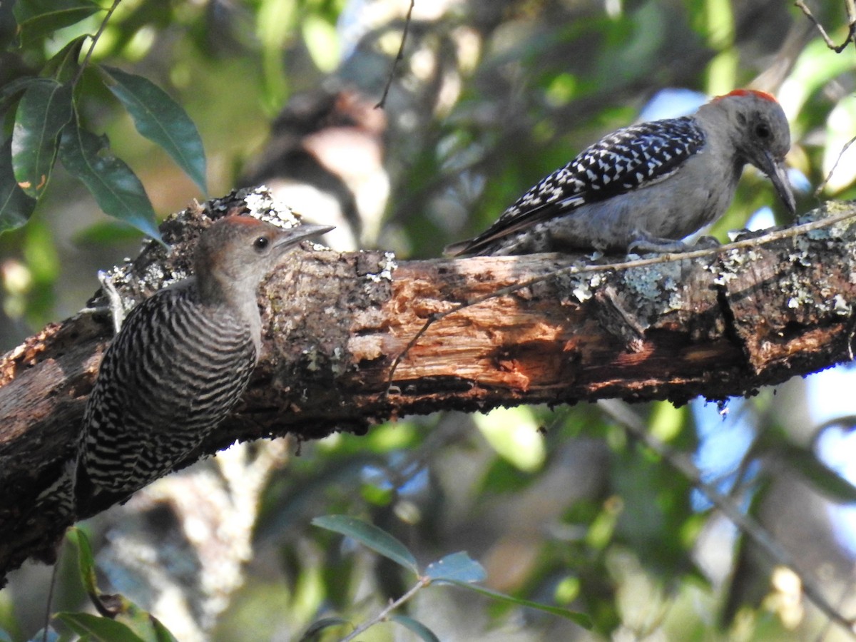 Red-bellied Woodpecker - ML608546346