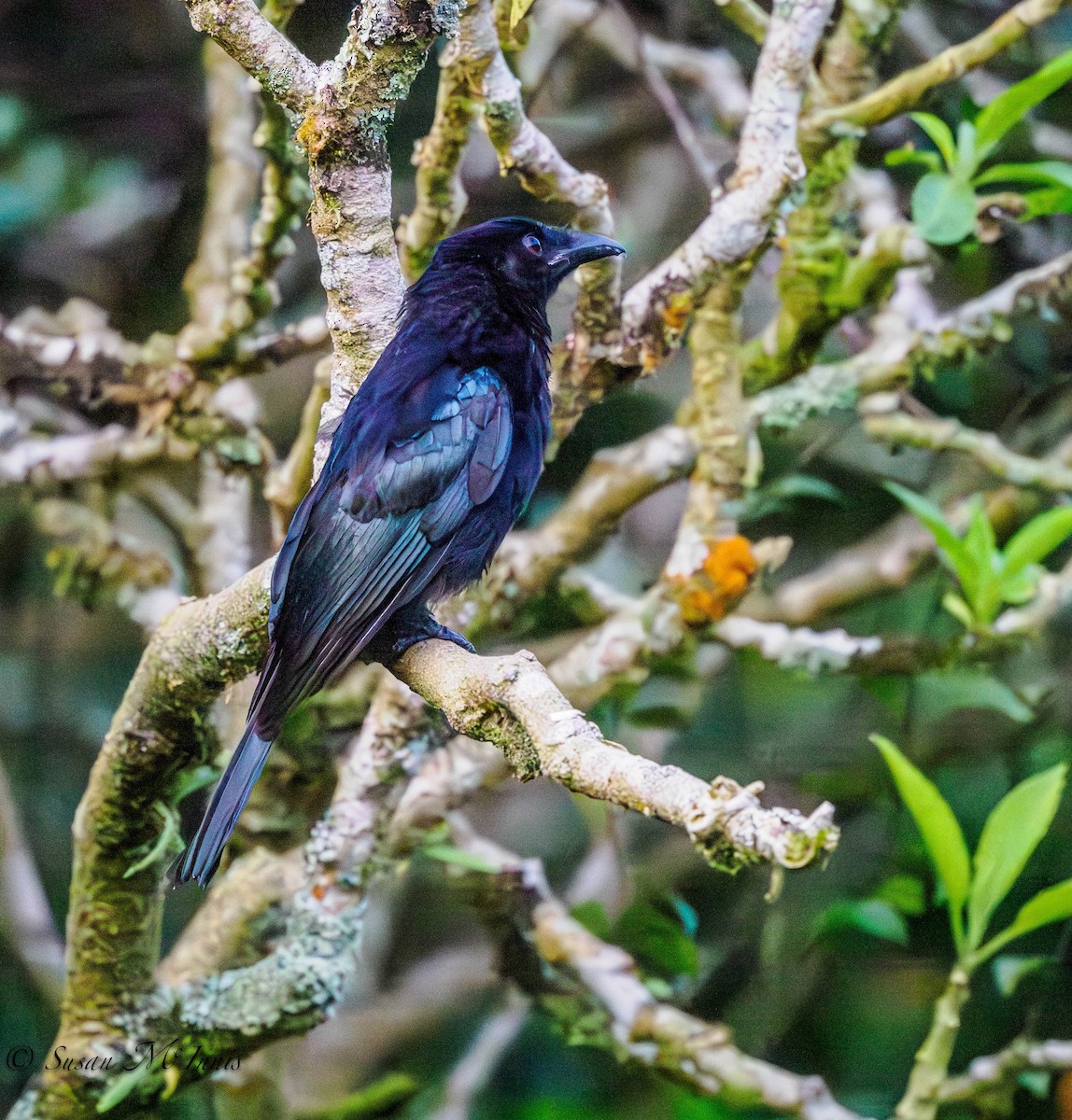 Hair-crested Drongo (Bornean) - ML608546442