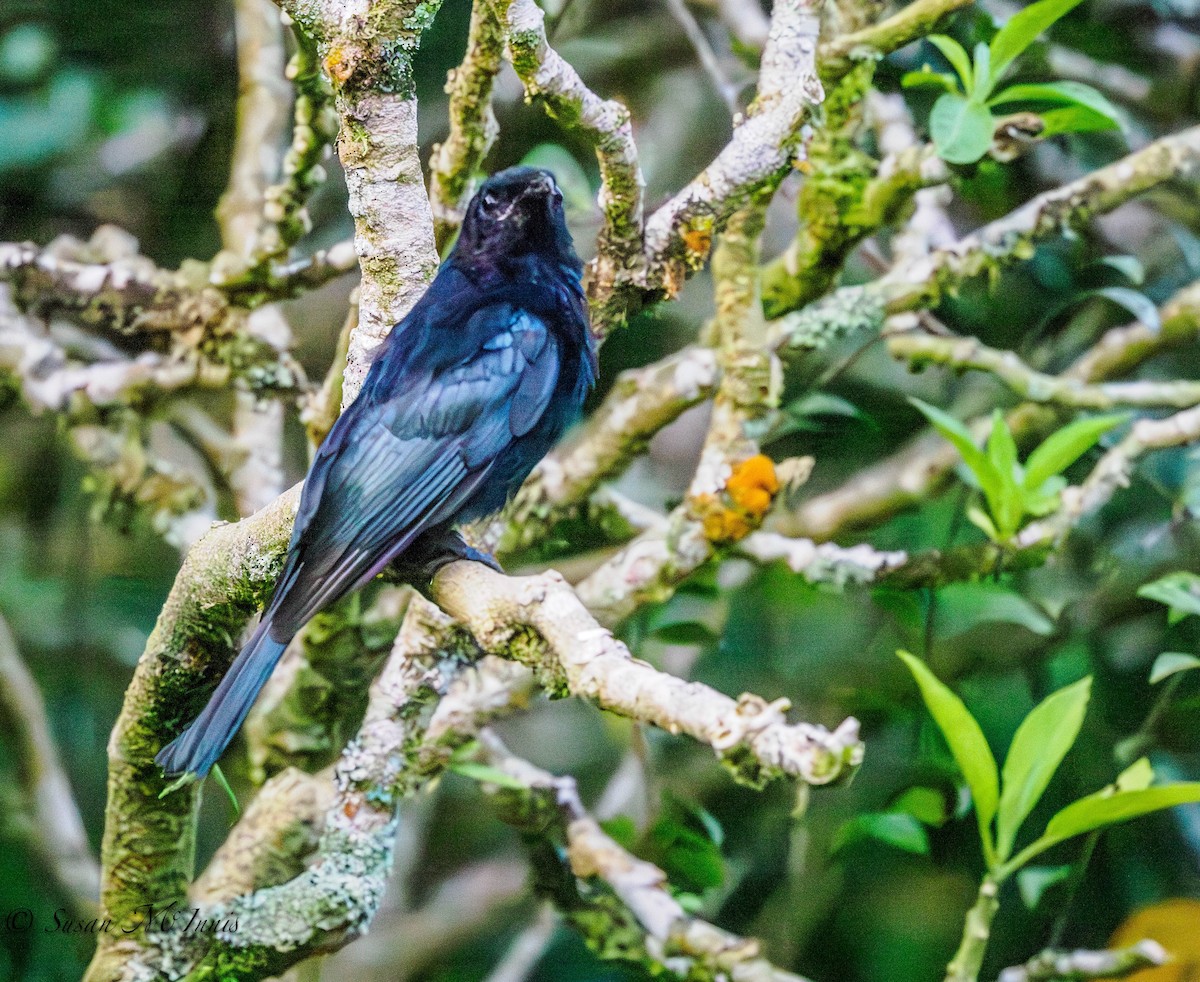 Drongo à crinière (borneensis) - ML608546461