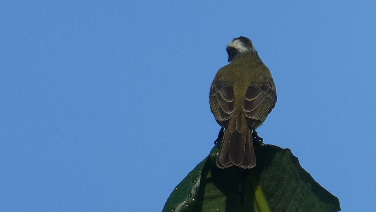 Social Flycatcher - ML608546525