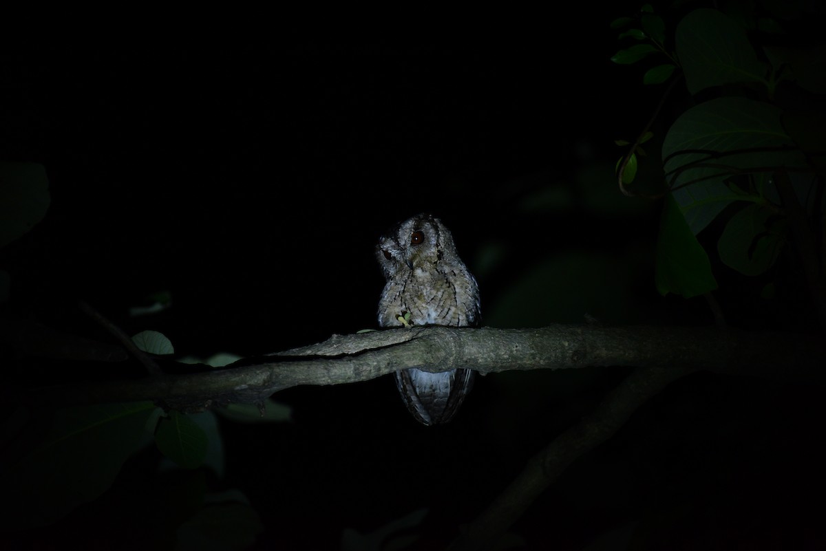 Indian Scops-Owl - prasanth gunasekaran