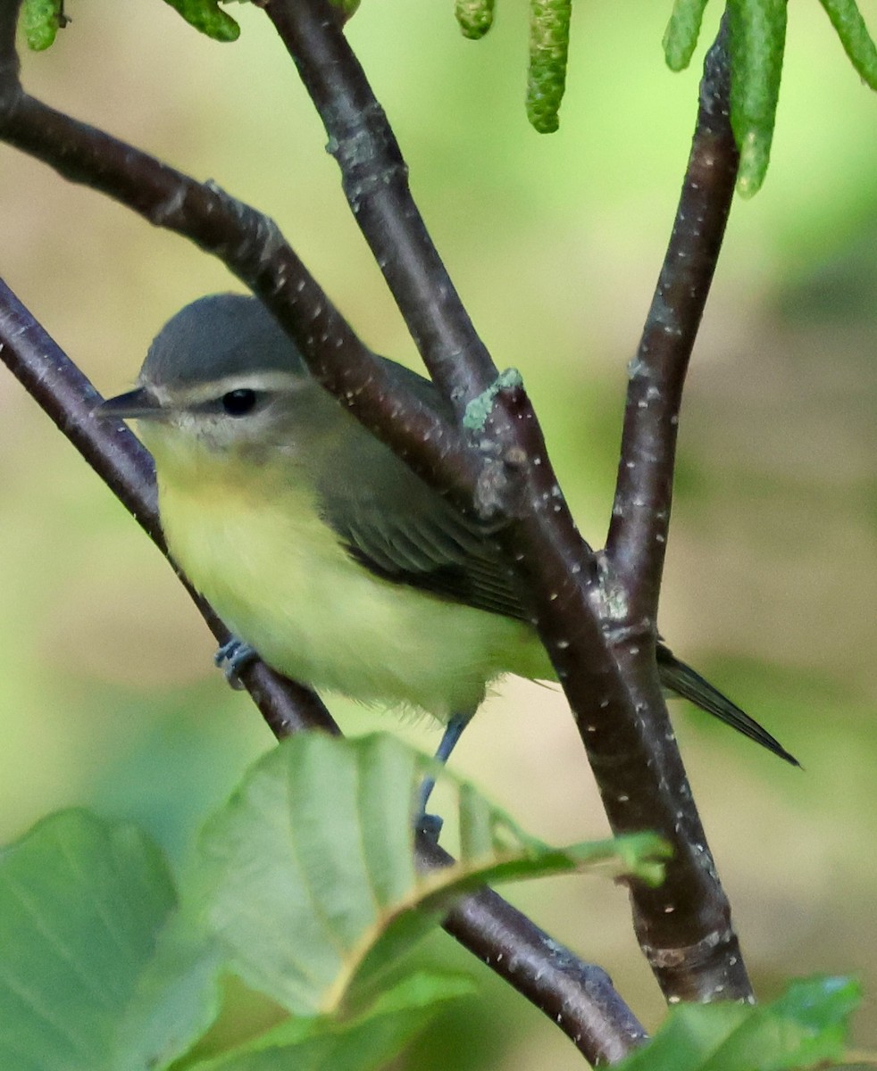 Philadelphia Vireo - ML608546889