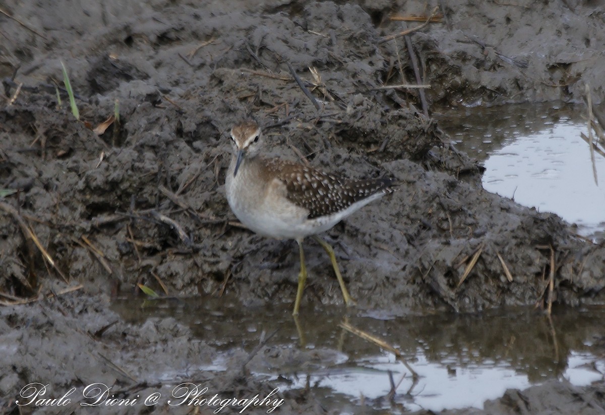 Wood Sandpiper - Paulo Dioni