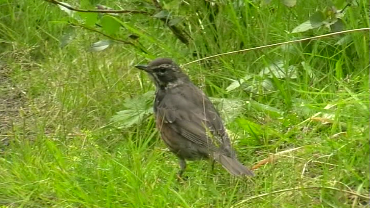 Redwing (Icelandic) - Juanjo Mateos