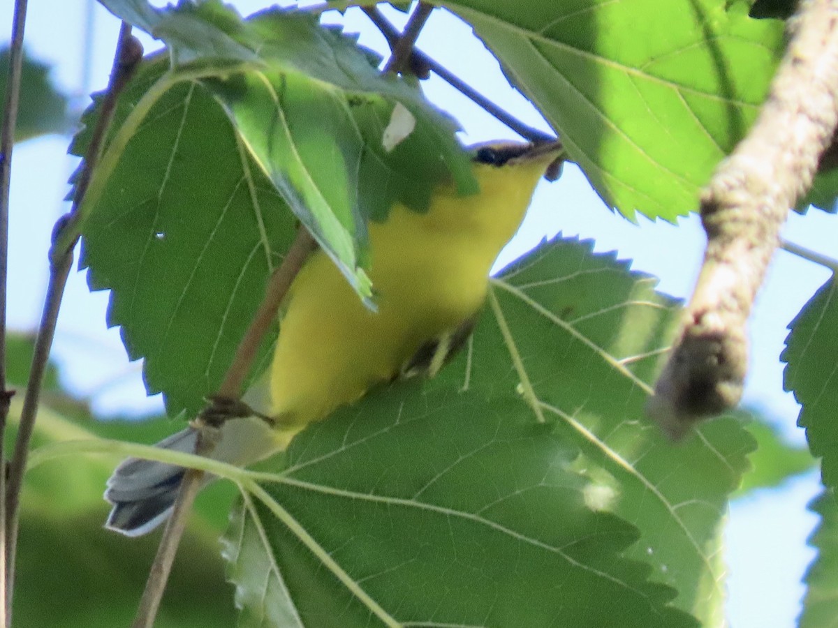 Blue-winged Warbler - ML608547093