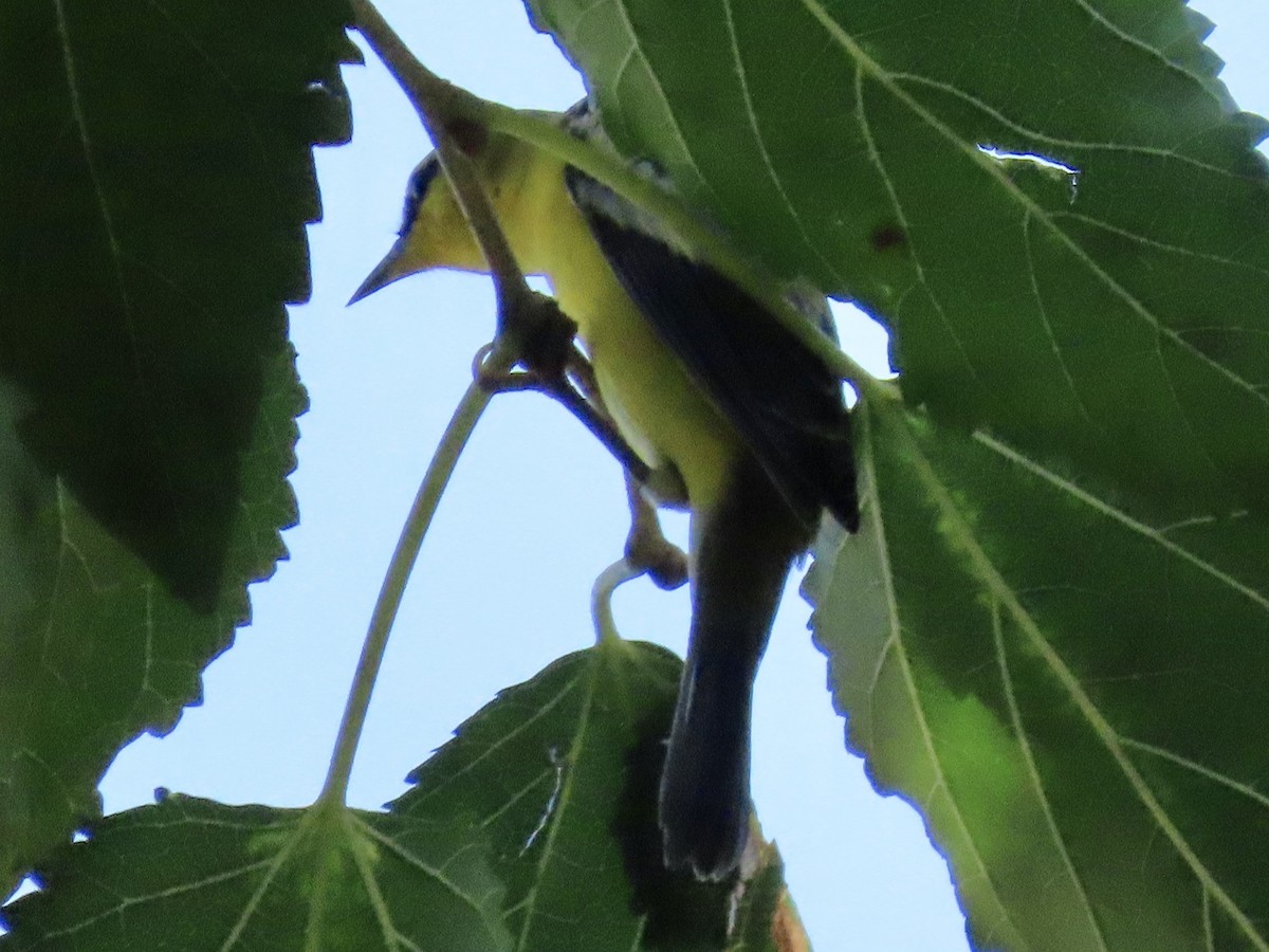 Blue-winged Warbler - ML608547094