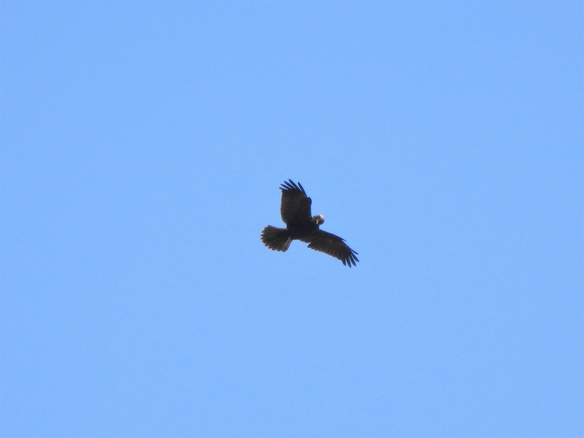 Western Marsh Harrier - ML608547154