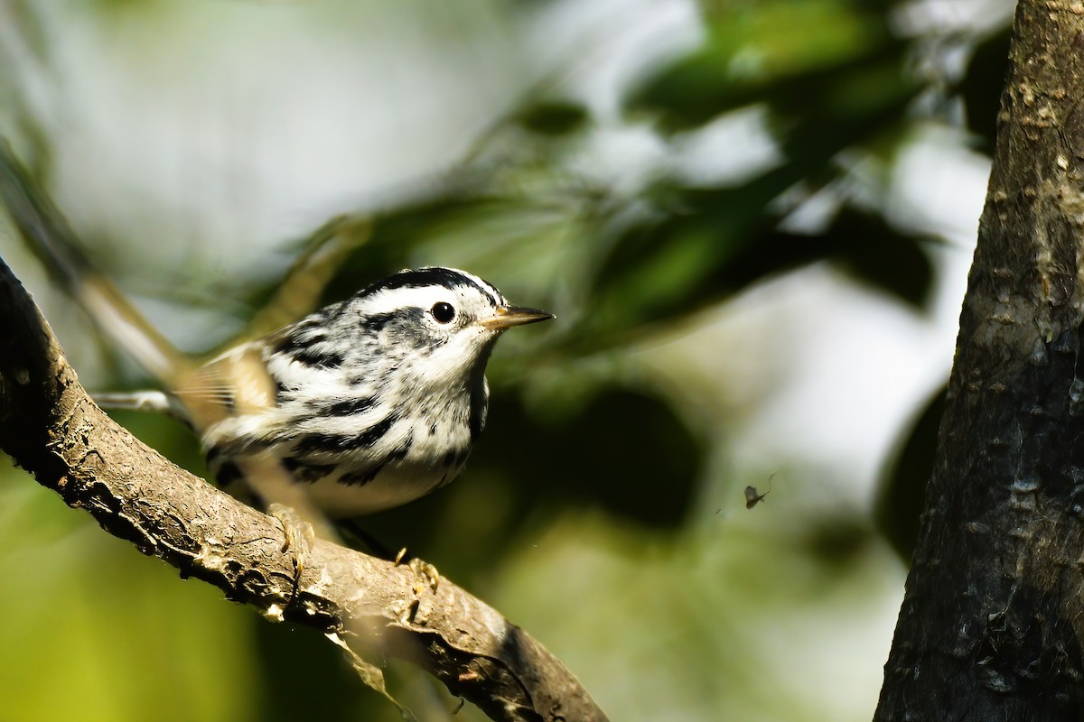 Black-and-white Warbler - ML608547178