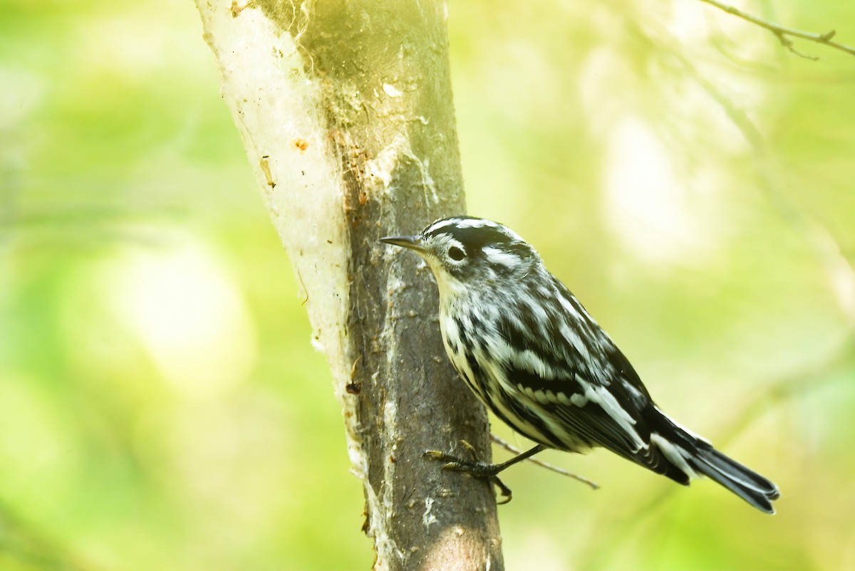 Black-and-white Warbler - ML608547180
