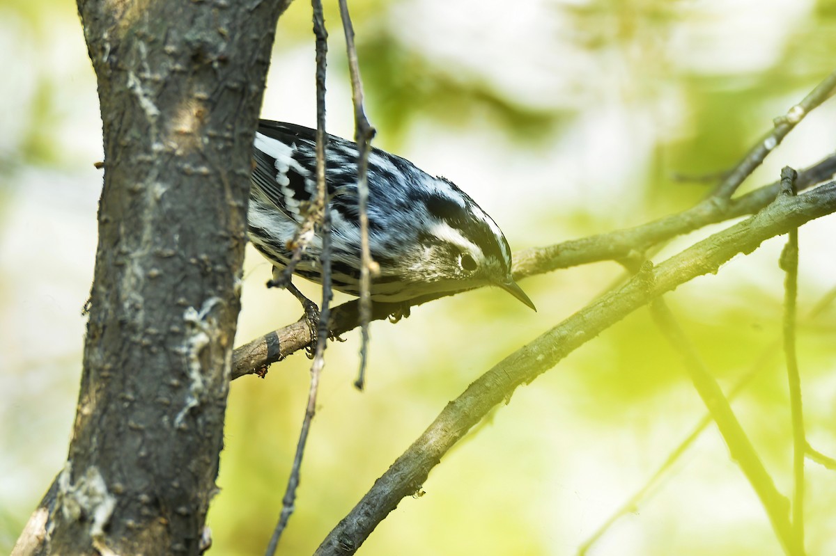 Black-and-white Warbler - ML608547181