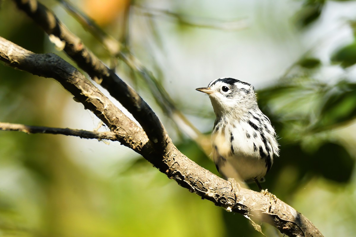 Black-and-white Warbler - ML608547182