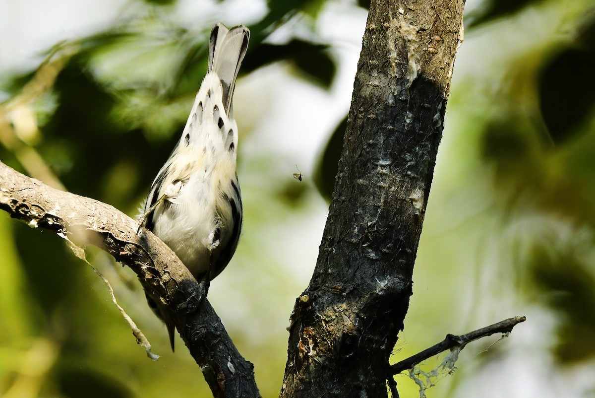 Black-and-white Warbler - ML608547183