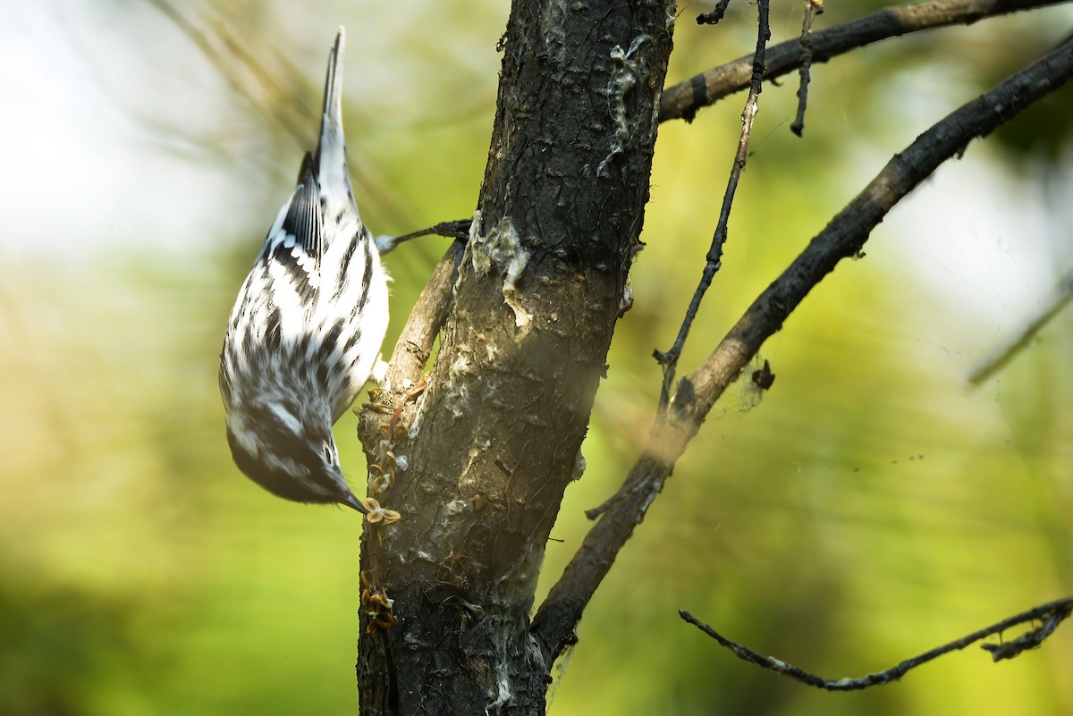 Black-and-white Warbler - ML608547184