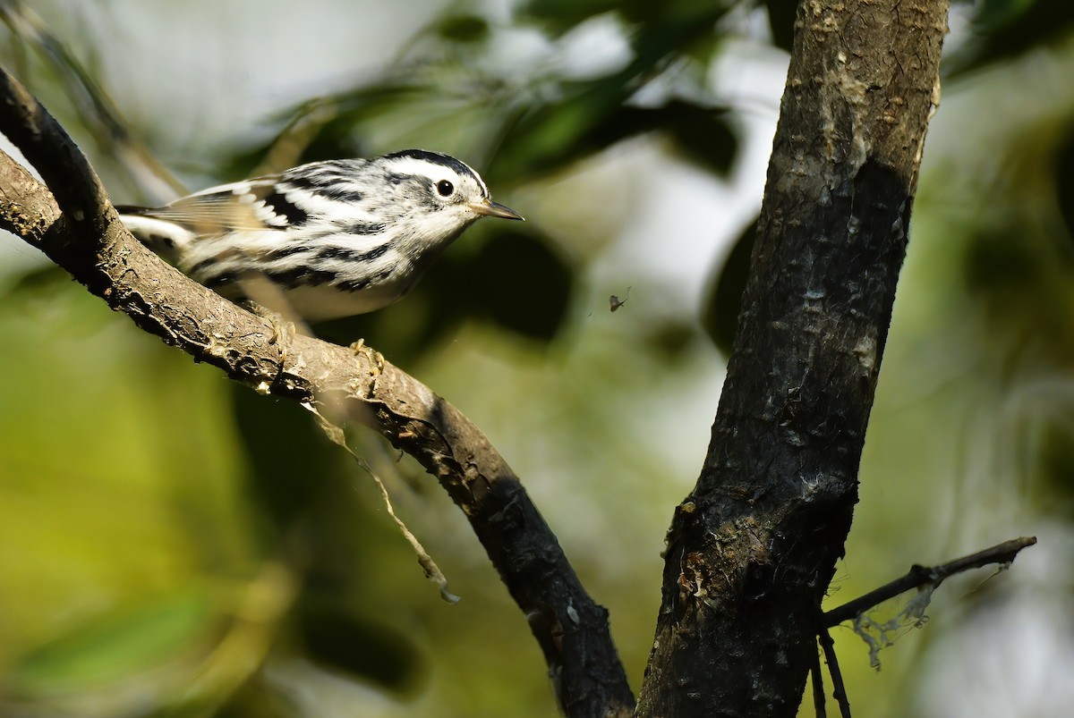 Black-and-white Warbler - ML608547185