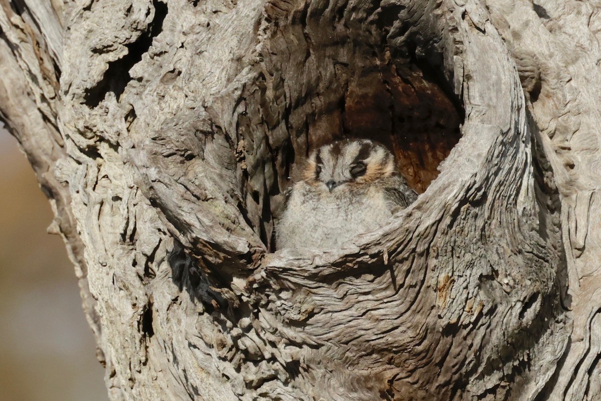 Australian Owlet-nightjar - ML608547429