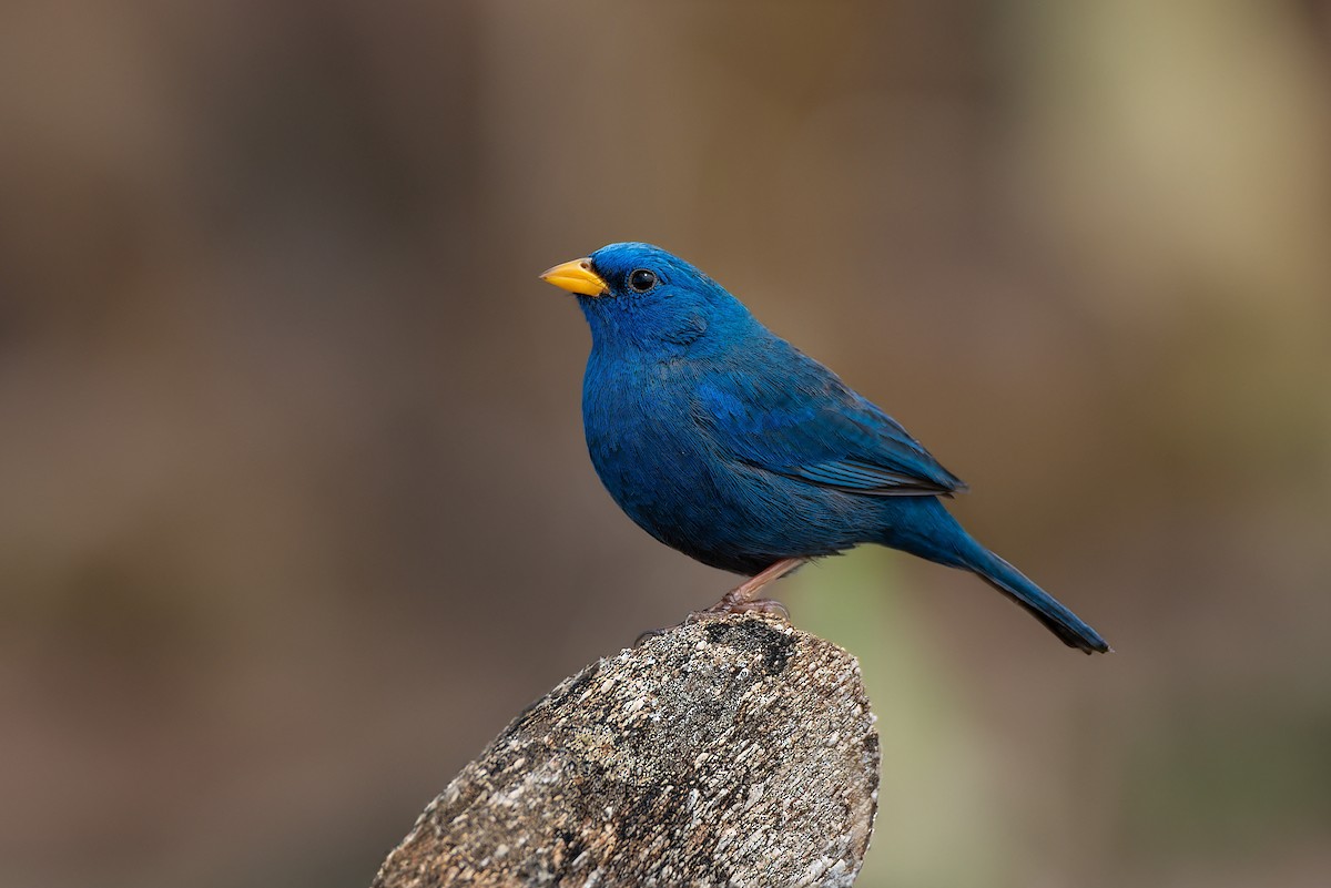 Blue Finch - ML608547485