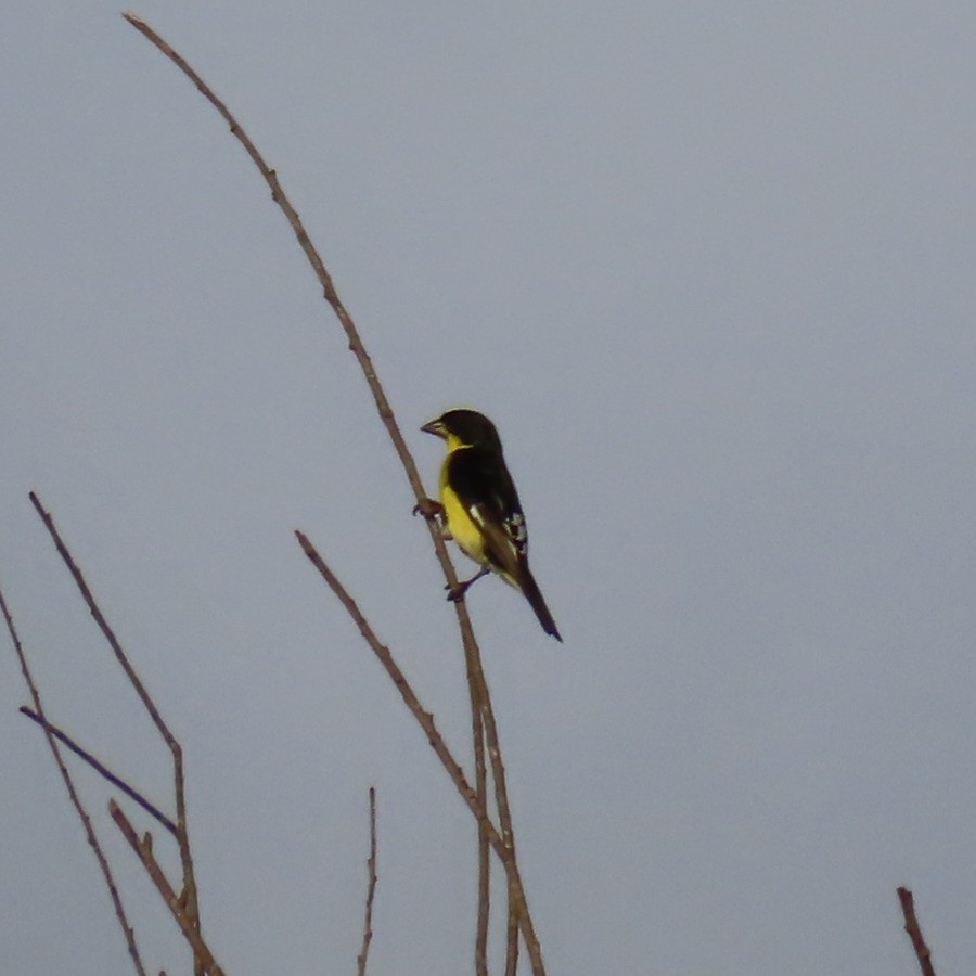 Lesser Goldfinch - Suanne Pyle