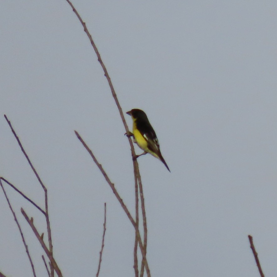 Lesser Goldfinch - Suanne Pyle