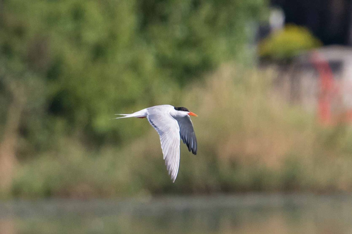 Common Tern - Frank King