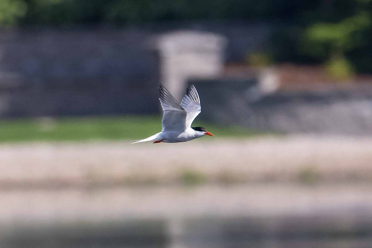 Common Tern - ML608547595