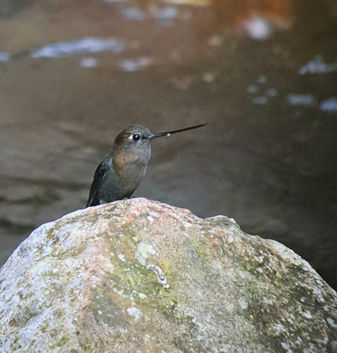 Green-fronted Lancebill - ML608547685