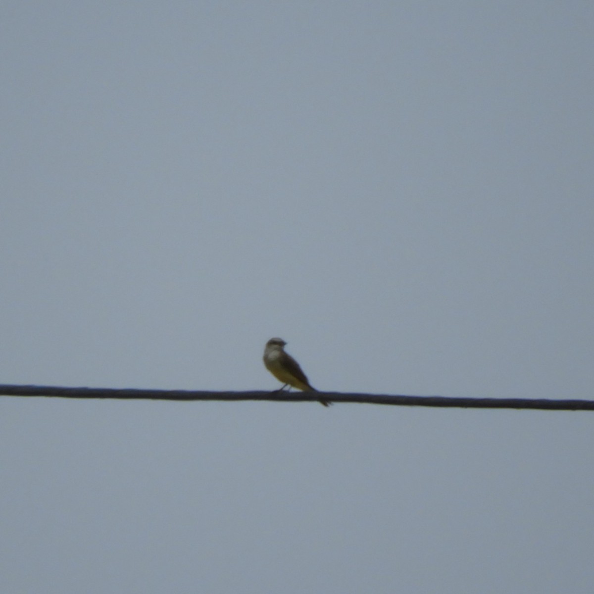 Tropical Kingbird - ML608547722