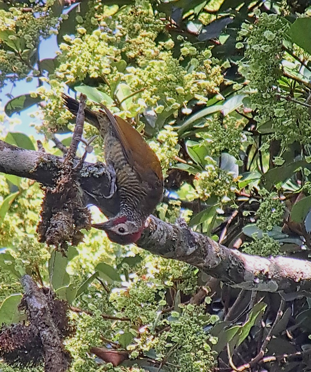 Golden-olive Woodpecker - ML608547725