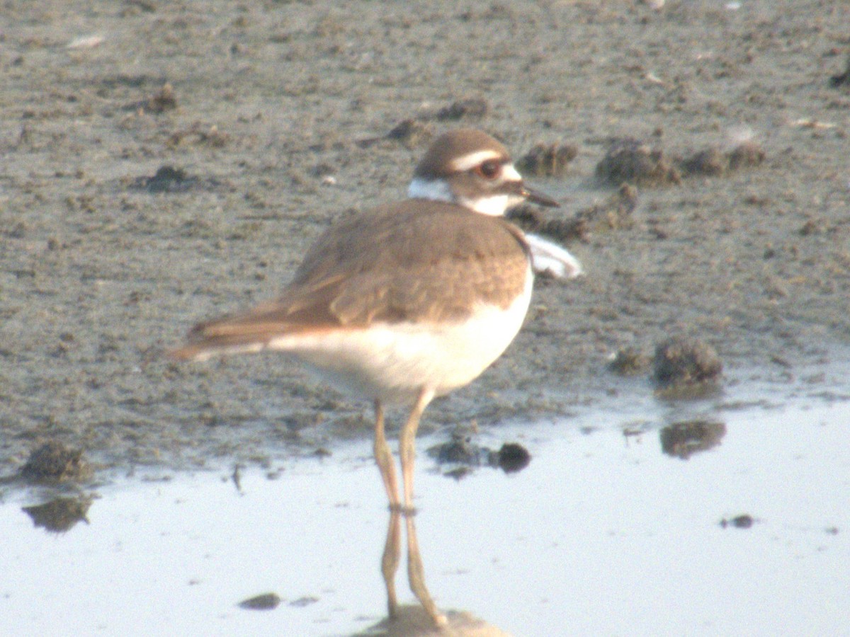 Killdeer - Vince Hiebert