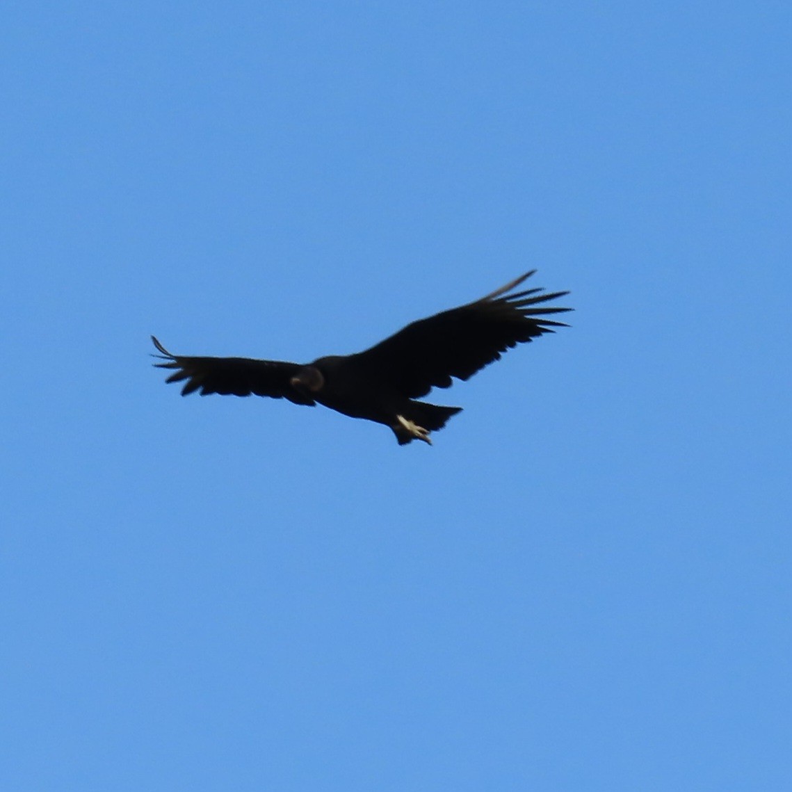Black Vulture - Suanne Pyle