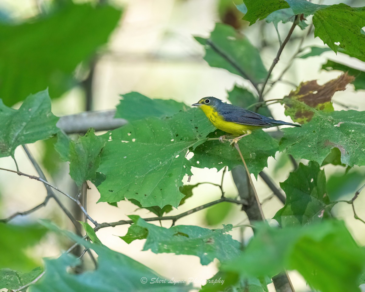 Canada Warbler - ML608547846