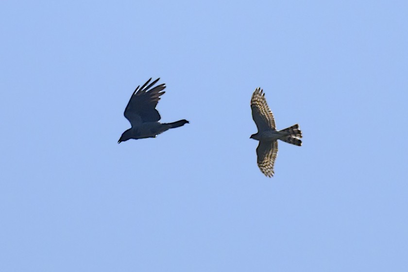 Eurasian Sparrowhawk - Michael Fuhrer