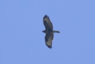 Common Buzzard - ML608547930