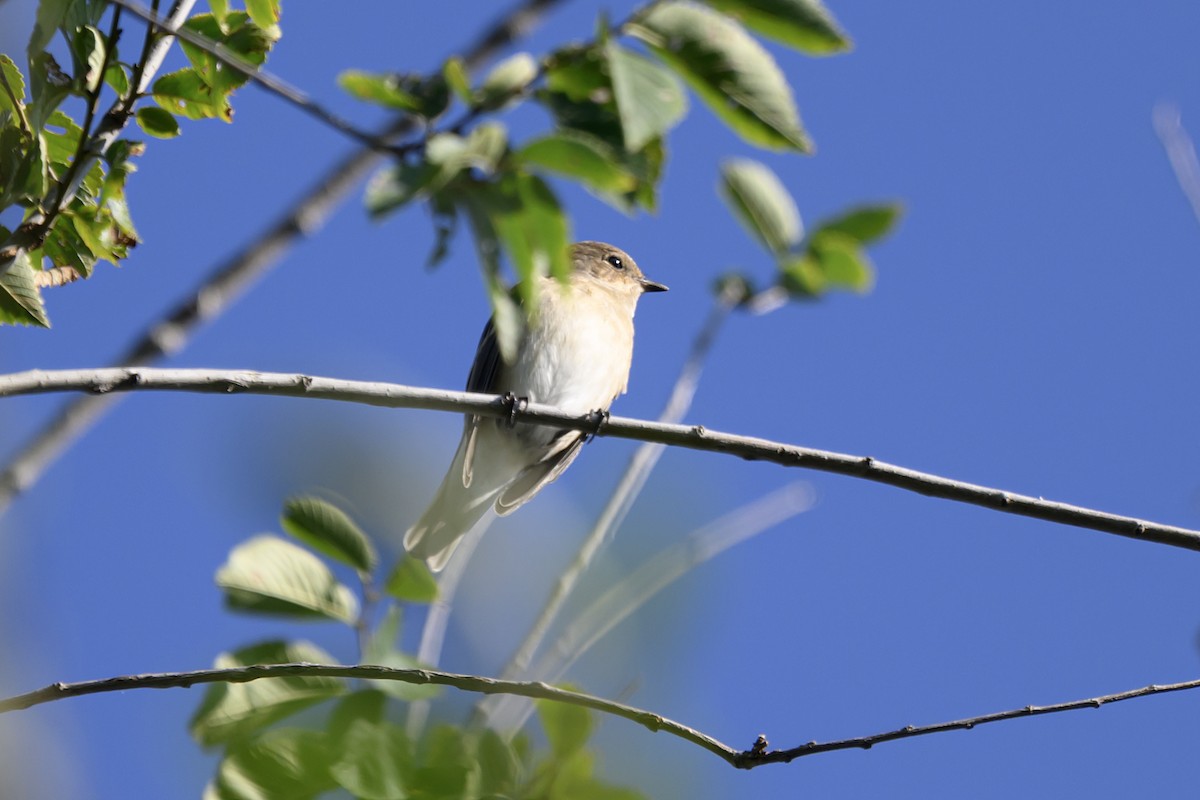 European Pied Flycatcher - Michael Fuhrer