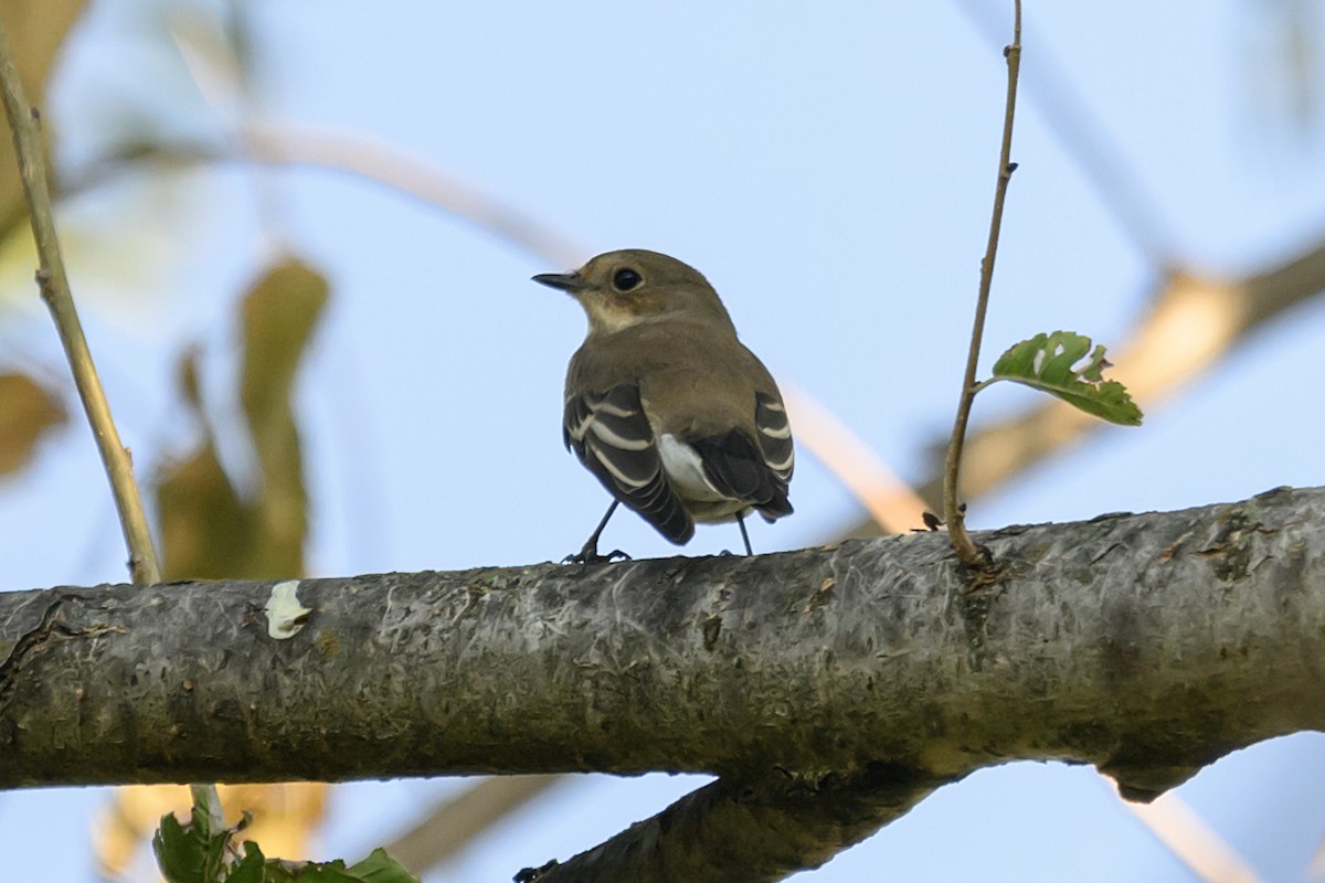 European Pied Flycatcher - Michael Fuhrer