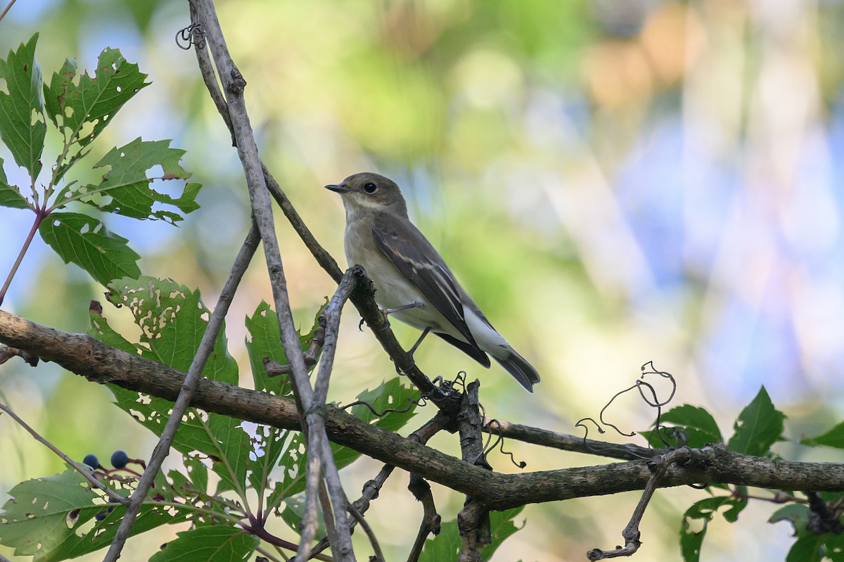 European Pied Flycatcher - ML608547981