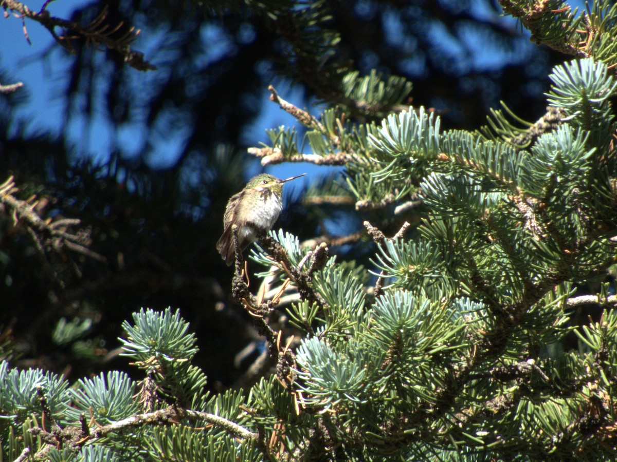 Calliope Hummingbird - ML608548066