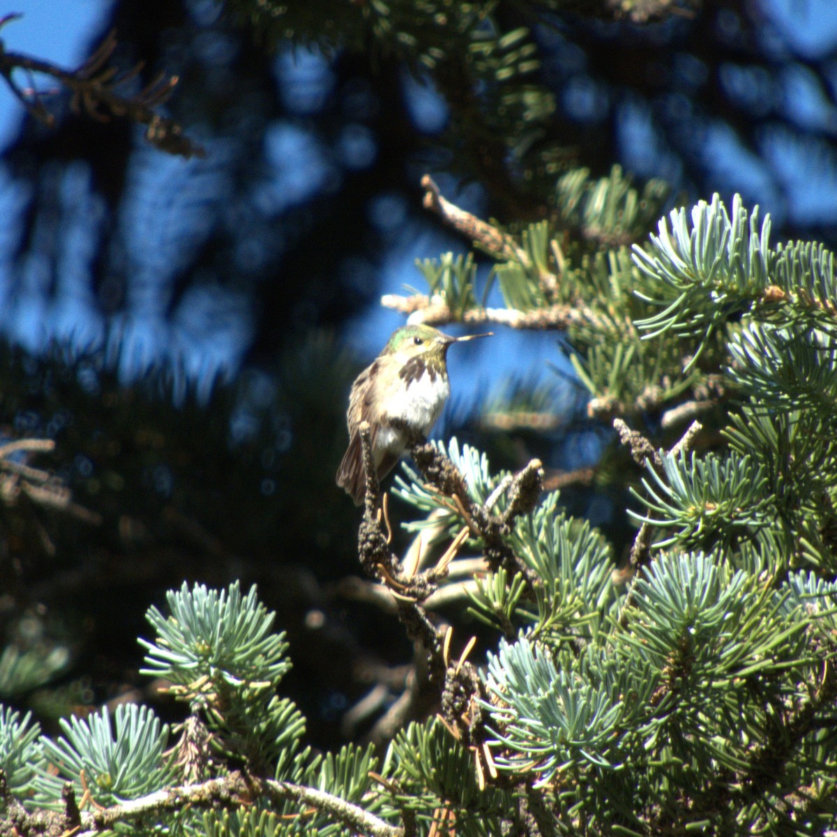 Calliope Hummingbird - ML608548067