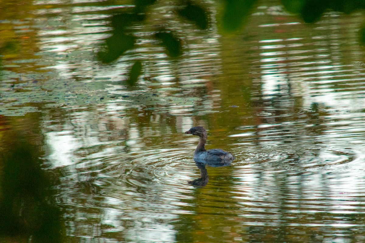 Pied-billed Grebe - ML608548096