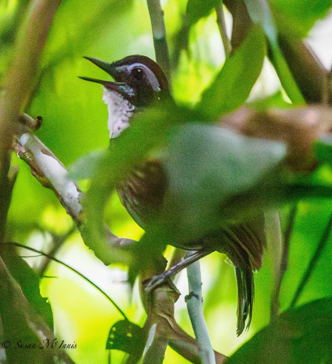 Large Wren-Babbler - ML608548142