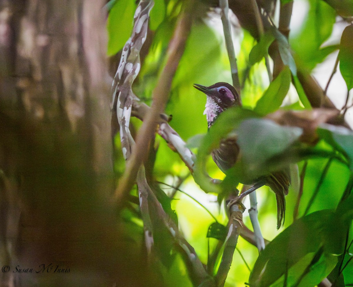 Large Wren-Babbler - ML608548152