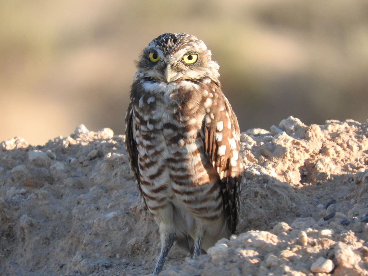 Burrowing Owl - shobak kythakyapuzha