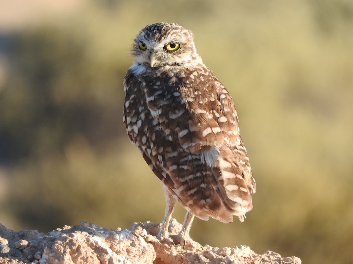 Burrowing Owl - shobak kythakyapuzha
