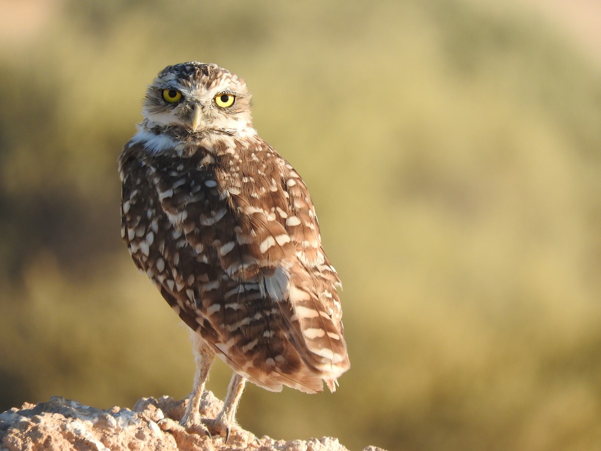 Burrowing Owl - shobak kythakyapuzha