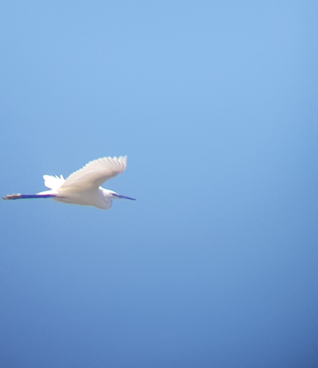 Хурган дэглий - ML608548361