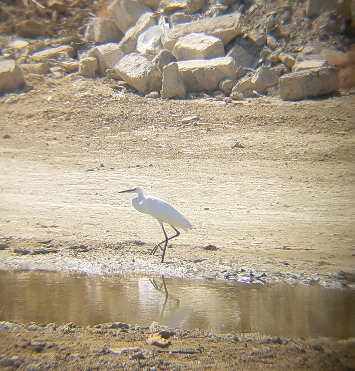 Хурган дэглий - ML608548362