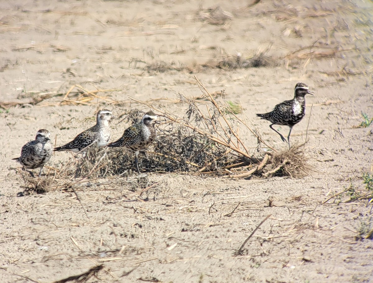 American Golden-Plover - Martha Burchat